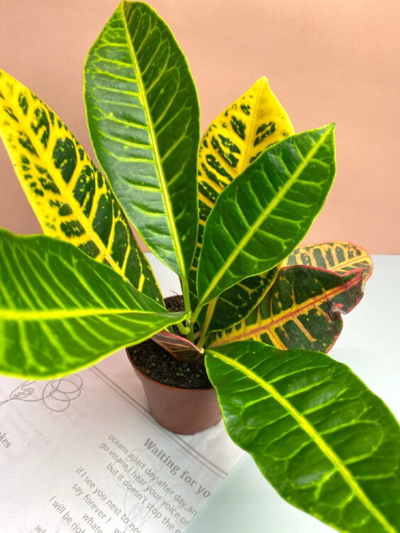 Кротон Петра ⌀8 25 см 