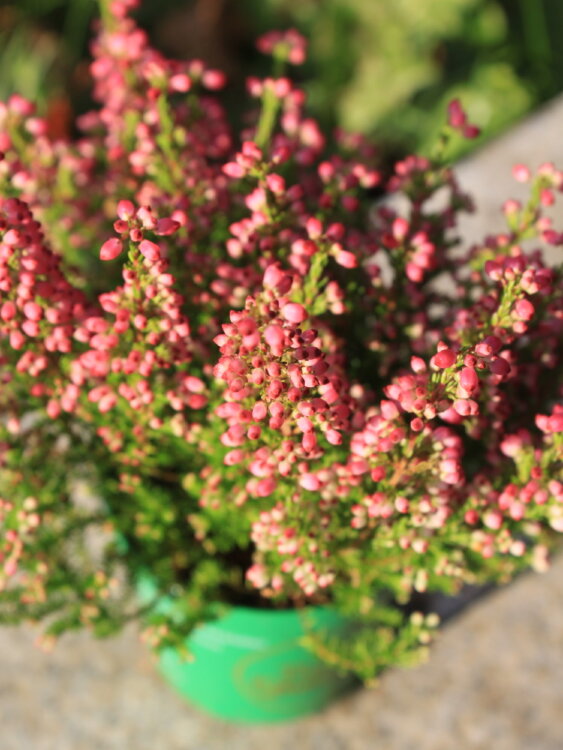 Эрика Грацилис розовая ⌀7 