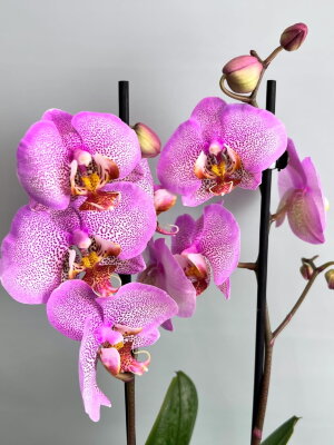Орхидея Фаленопсис Манхэттен 2 ст