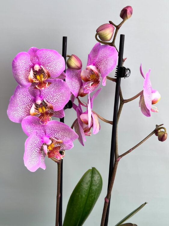 Орхидея Фаленопсис Манхэттен 2 ст 