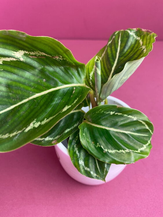 Калатея Розеопикта Грин ⌀6 