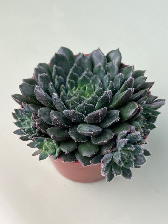 Эхеверия Скорпио ⌀8  Эхеверия Скорпио ⌀8