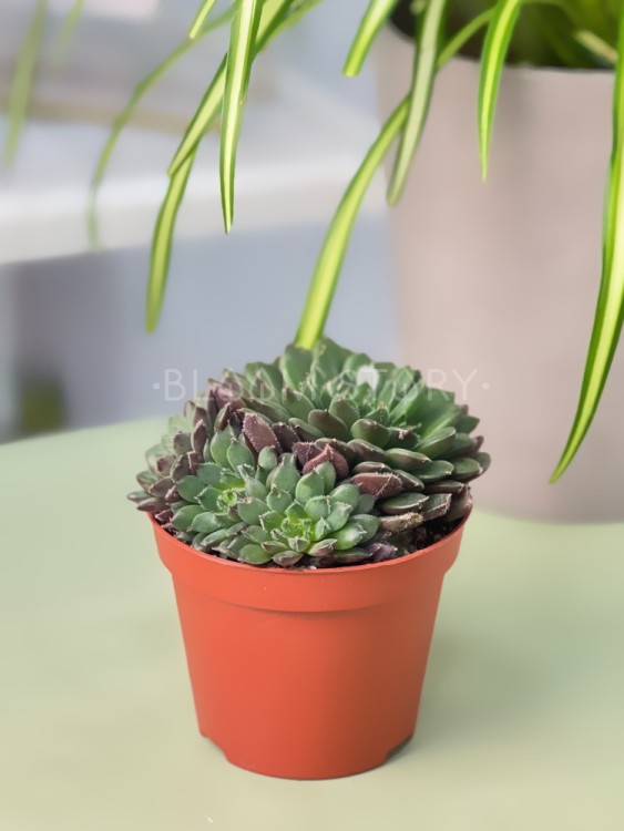 Эхеверия Скорпио ⌀8  Эхеверия Скорпио ⌀8