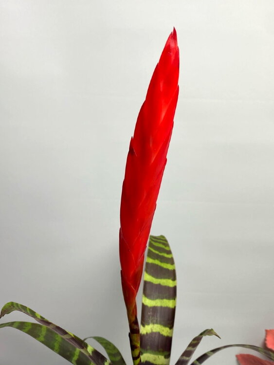 Вриезия Спленриед ⌀9 25 см  Вриезия Спленриед ⌀9 25 см