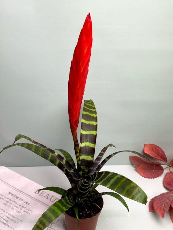 Вриезия Спленриед ⌀9 25 см  Вриезия Спленриед ⌀9 25 см