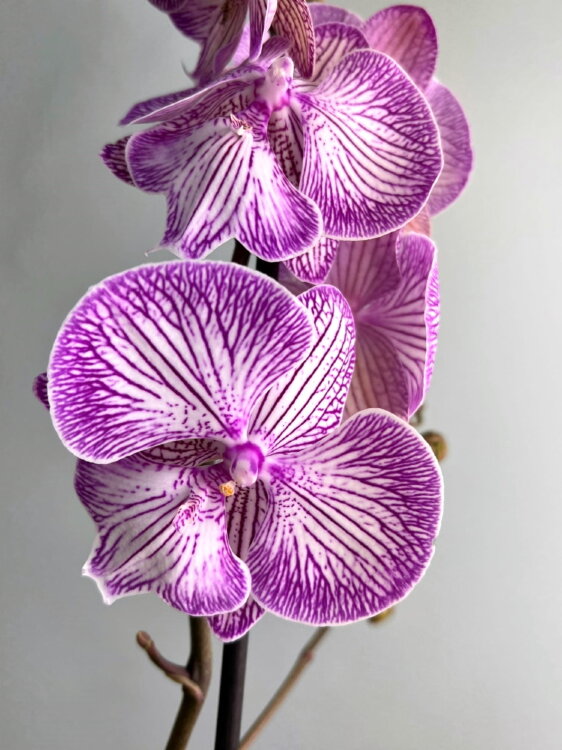Орхидея Фаленопсис Бухарест Биг Лип 