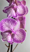 Орхидея Фаленопсис Бухарест Биг Лип 