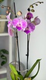 Орхидея Фаленопсис Бухарест Биг Лип ⌀12 60 см 