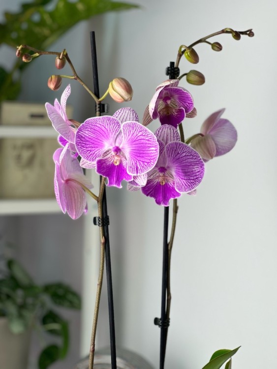 Орхидея Фаленопсис Бухарест Биг Лип ⌀12 60 см 