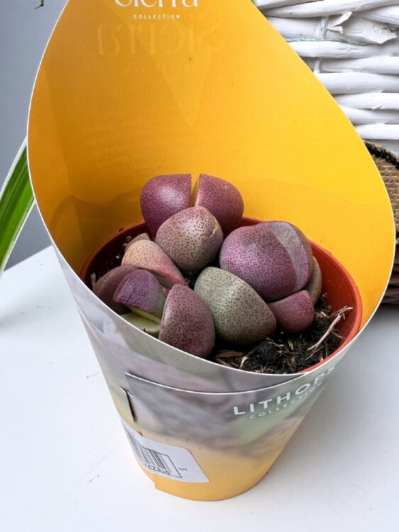 Литопс Плейоспилос Нелли лиловый ⌀8 