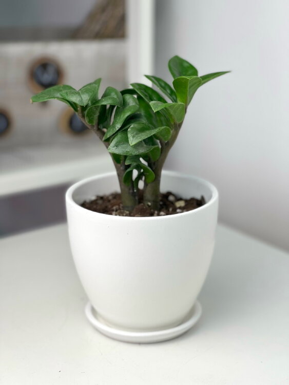 Замиокулькас Зензи мини в белом горшке ⌀12 20 см 