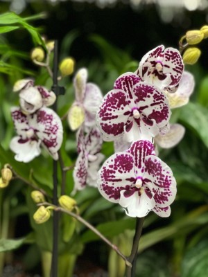 Орхидея Фаленопсис Мики Дансер ⌀12 50 см