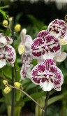 Орхидея Фаленопсис Мики Дансер ⌀12 50 см 