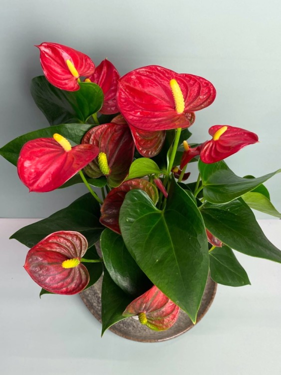 Антуриум Ред Чемпион ⌀14 45 см 