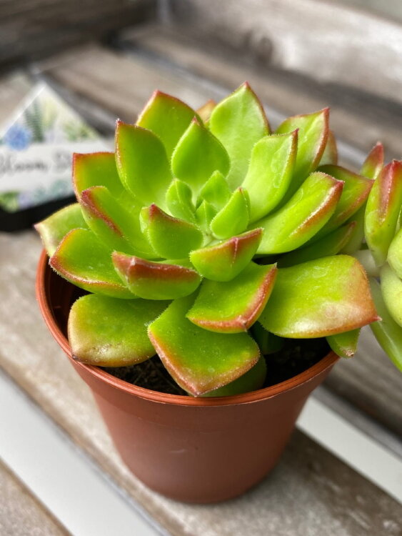 Эхеверия Летиция ⌀5 