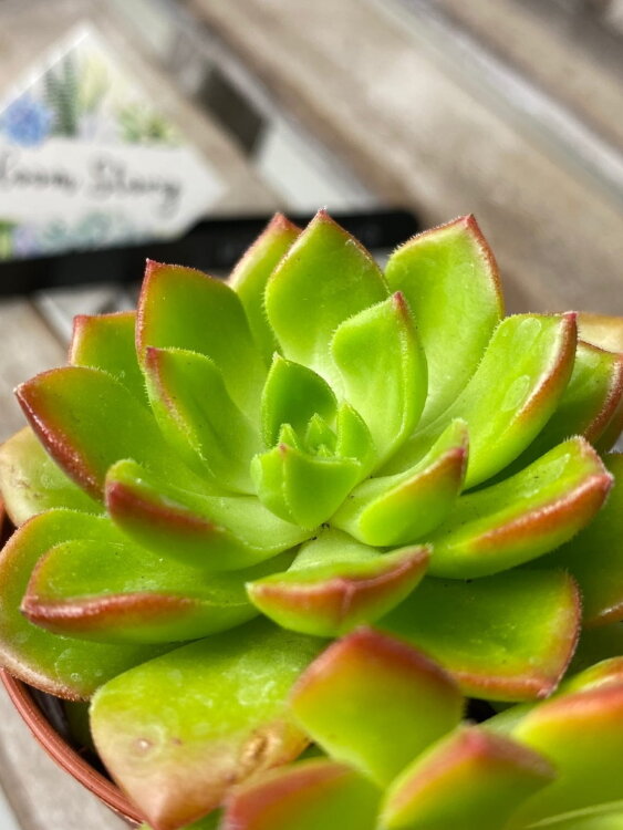 Эхеверия Летиция ⌀5 