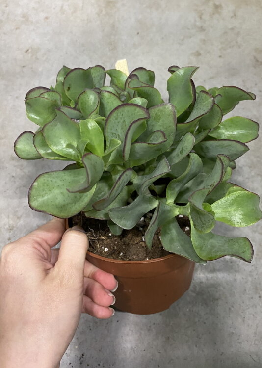 Крассула Ундулатифолия ⌀10 15 см 