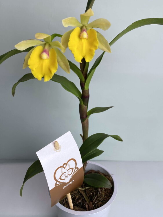 Орхидея Каттлея жёлтая  Орхидея Каттлея жёлтая