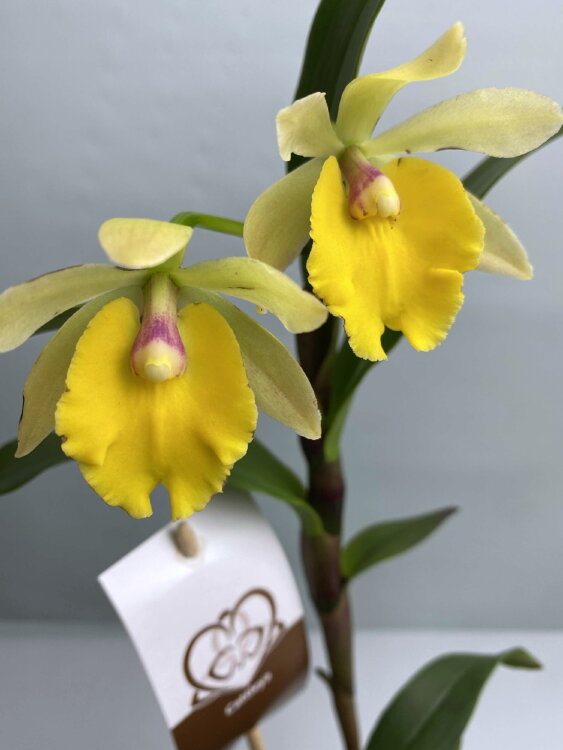 Орхидея Каттлея жёлтая 