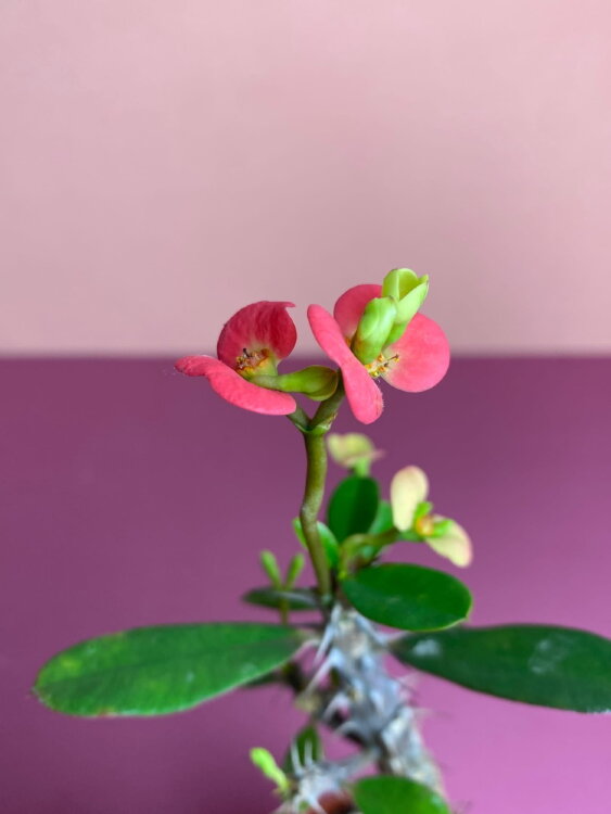 Эуфорбия Мили ⌀5 