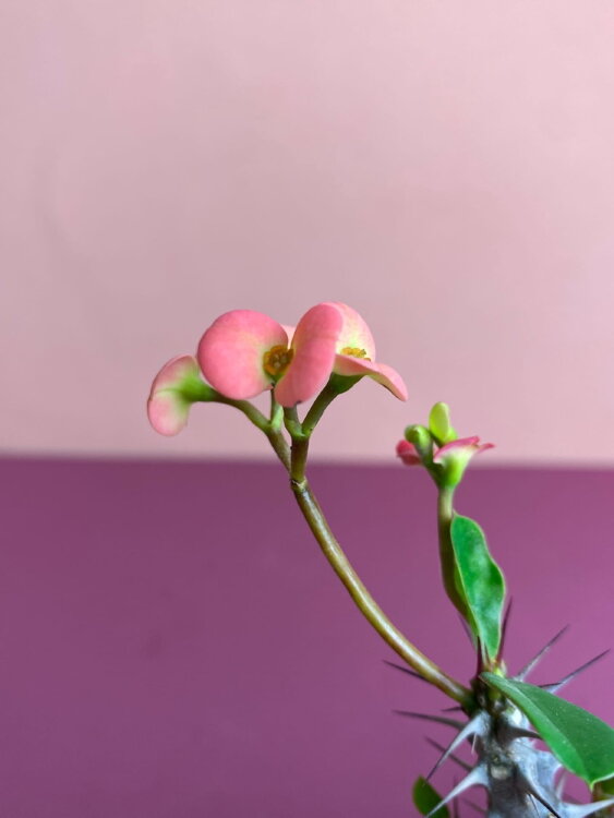 Эуфорбия Мили ⌀5 