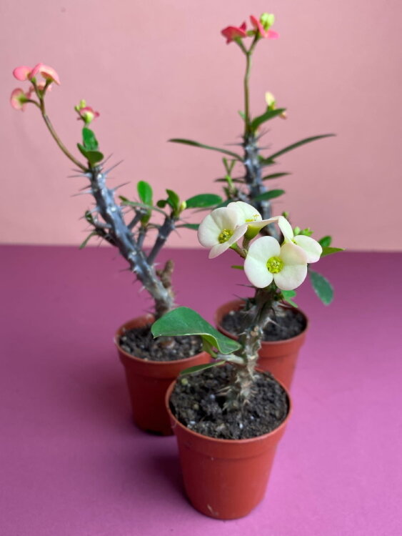 Эуфорбия Мили ⌀5 