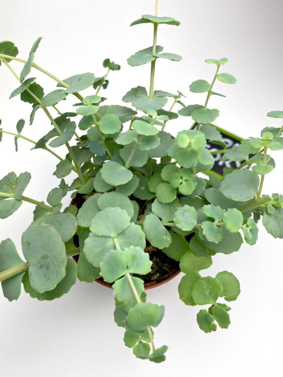 Седум Зибольда ⌀8 