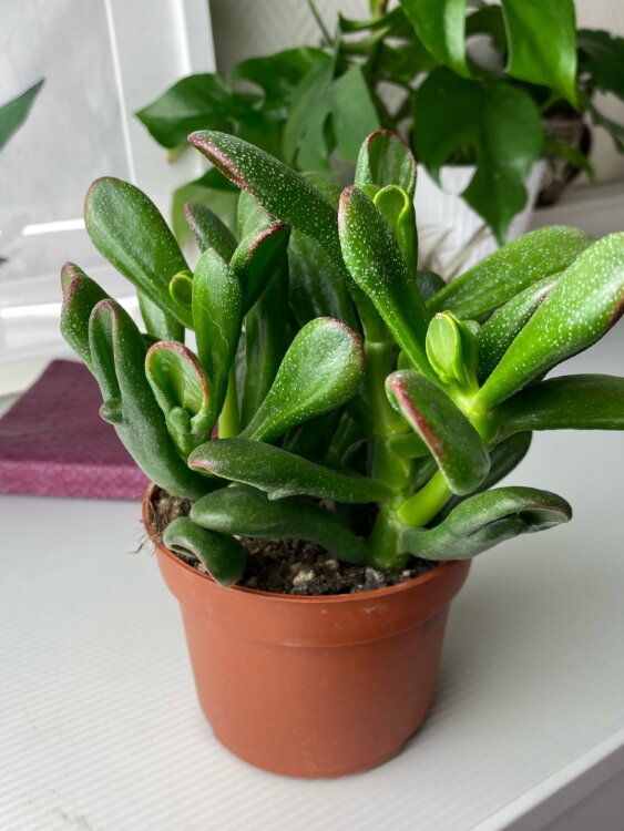 Крассула Хорн Три Ред ⌀12 