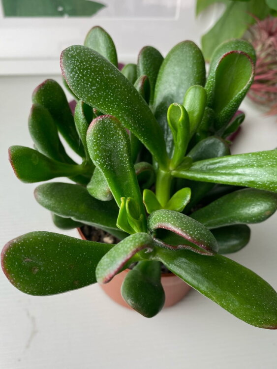 Крассула Хорн Три Ред ⌀12 