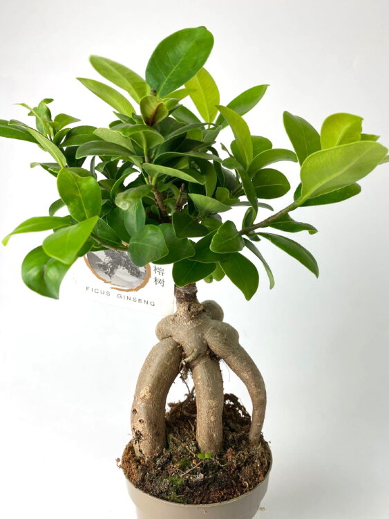 Фикус микрокарпа Гинсенг ⌀8 20 см 