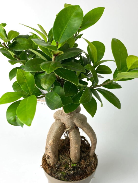 Фикус микрокарпа Гинсенг ⌀8 20 см 