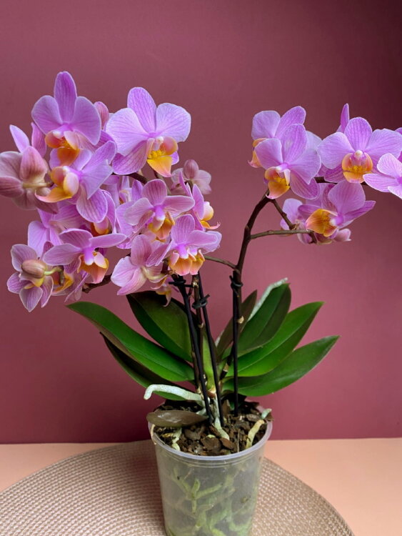 Орхидея Мультифлора Сантос 