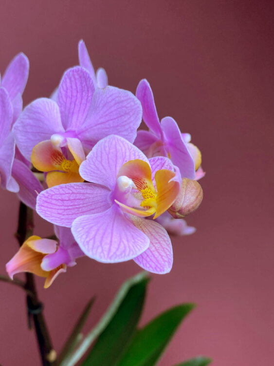 Орхидея Мультифлора Сантос ⌀12 45 см 