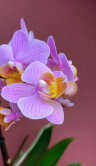 Орхидея Мультифлора Сантос 