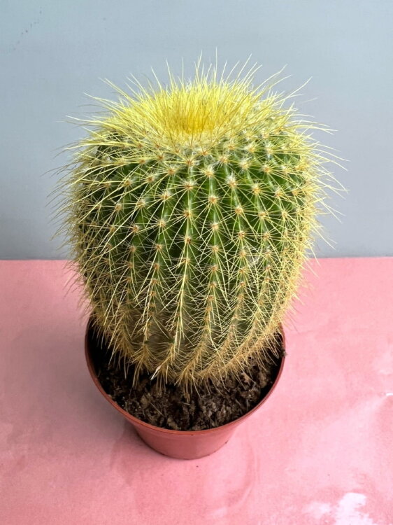 Нотокактус Ленингхауса ⌀8 