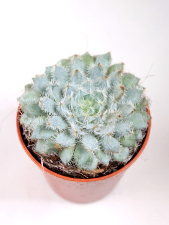 Эхеверия Сетоза Рундели ⌀8  Эхеверия Сетоза Рундели ⌀8