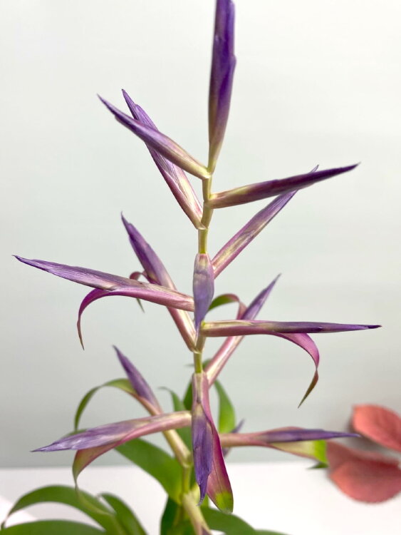 Тилландсия Мора ⌀9 25 см 