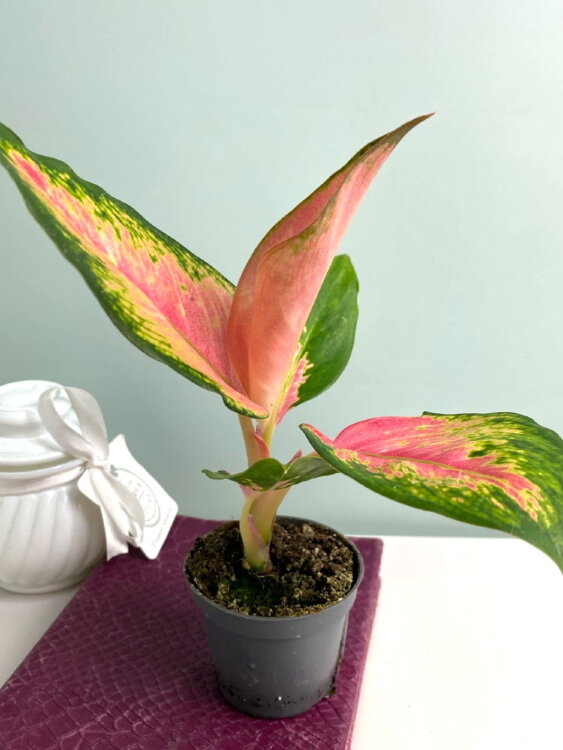 Аглаонема Ред Дракон ⌀6 