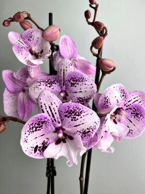 Орхидея Фаленопсис Экспрессионс Биг Лип ⌀12 60 см