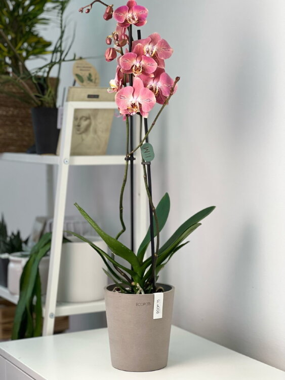 Кашпо Ecopots Morinda серо-коричневое 