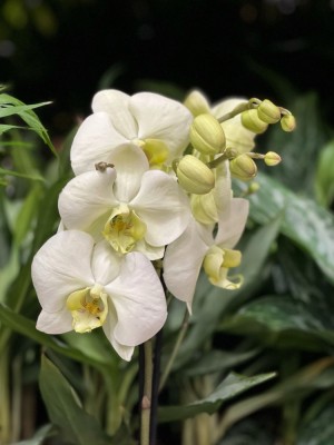 Орхидея Фаленопсис Грин Эппл ⌀12 50 см