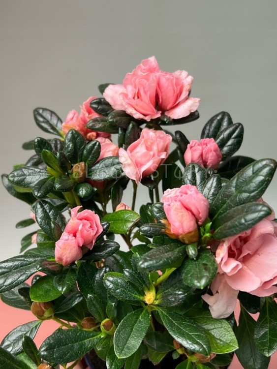 Азалия лососевая ⌀9 