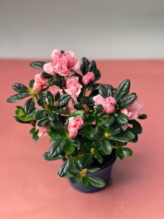 Азалия лососевая ⌀9 