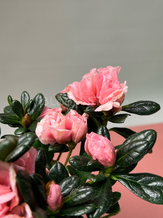 Азалия лососевая ⌀9 