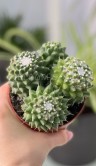 Маммиллярия Толука куст ⌀10 