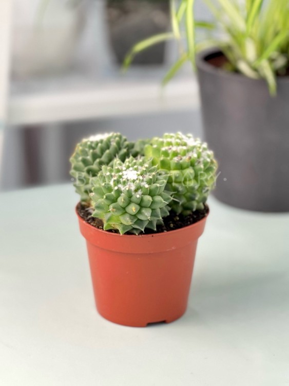 Маммиллярия Толука куст ⌀10 