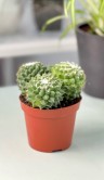 Маммиллярия Толука куст ⌀10 