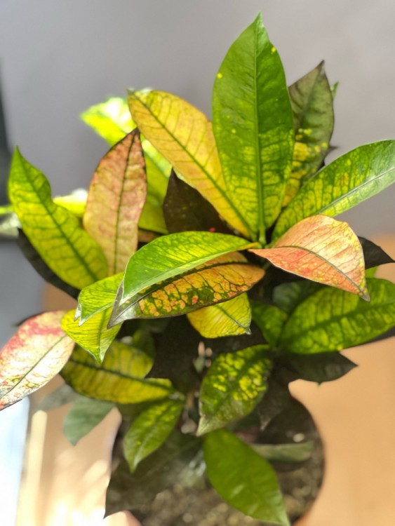 Кротон Миссис Айстон бранч ⌀17 60 см 