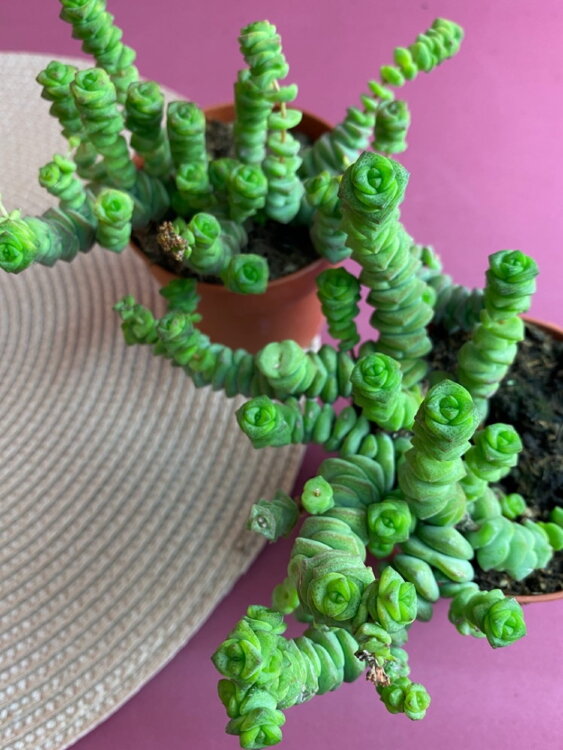 Крассула Марниериана ⌀8