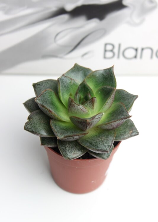 Эхеверия Пурпузорум ⌀5 